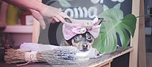 Massage and spa, a dog in a turban of a towel among the spa care items and plants. Funny concept grooming, washing and caring