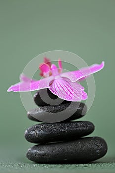 Massage Stone.Beauty and harmony. Black stones and pink orchid flower in water drops on green background.Beautiful Zen