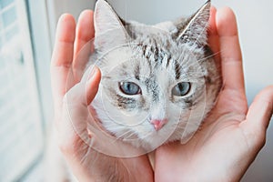 Massage the temples of the cat`s head with your thumb