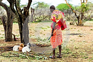 Massai farmer checking on his goats