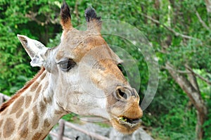 Massai giraffe.