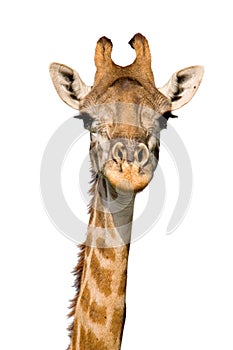 Massai Giraffe