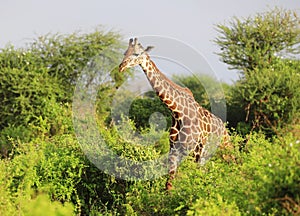 Massai-Giraffe in Tsavo East National Park, Kenya