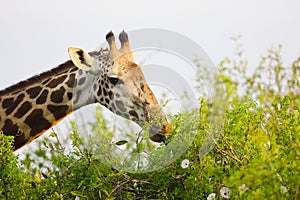 Massai-Giraffe in Tsavo East National Park, Kenya, Africa