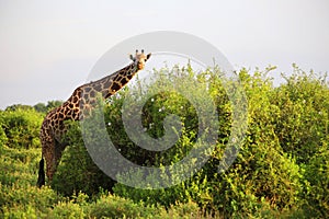 Massai-Giraffe in Tsavo East National Park, Kenya, Africa