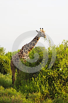 Massai-Giraffe in Tsavo East National Park, Kenya, Africa