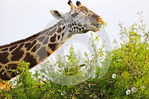 Massai-Giraffe in Tsavo East National Park, Kenya, Africa