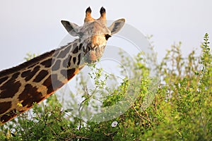 Massai-Giraffe in Tsavo East National Park, Kenya, Africa