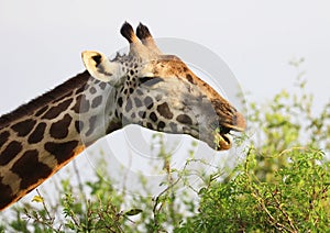 Massai-Giraffe in Tsavo East National Park, Kenya, Africa