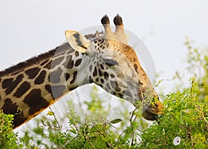 Massai-Giraffe in Tsavo East National Park, Kenya, Africa