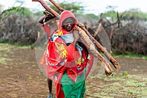Massai man collecting firewood photo