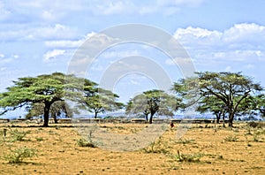 Massai village