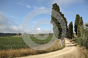 Massanera photo