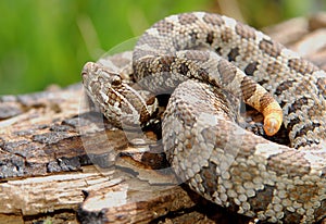 Massasauga Rattlesnake