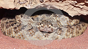 A Massasauga Rattler Coiled in its Den