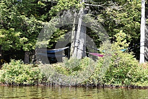 Massawepie lake adirondack scouts hammocks photo