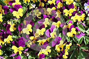 Massed Flowerbed of yellow and Purple Violas photo