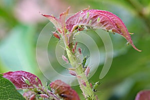 Masses of aphids on rose stem