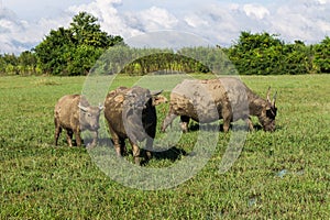 Masses Buffalo And The tilted in Grass