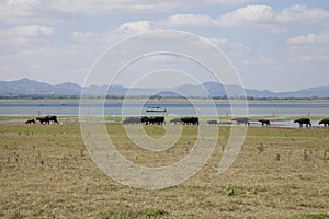 Masses of buffalo walking on the lake shore