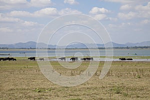 Masses of buffalo walking on the lake shore