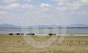 Masses of buffalo walking on the lake shore