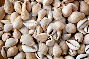 Masses of cowrie sea shells