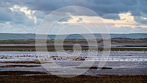 Masses of gull roosting, Skern area of Northam Burrows, near Appledore, North Devon.