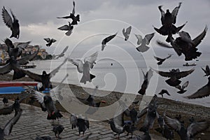 Masses Pigeons birds flying