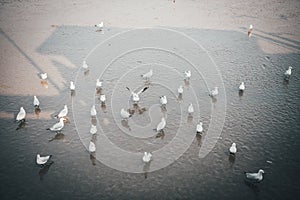 Masses of seagulls stand on the beach waiting for feeding it to eat food.