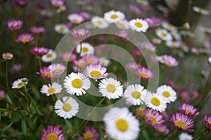 Masses of small pink and white daisies