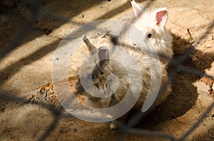 Masses soiled rabbit in a cage