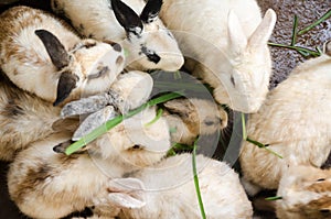 Masses soiled rabbit