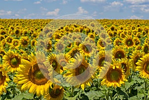 Masses of sunflowers