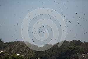 Masses of tree swallows fill the sky in Georgia.