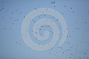 Masses of tree swallows fill the sky in Georgia.