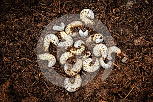 Blanco gusano larvas de coco rinoceronte un insecto 