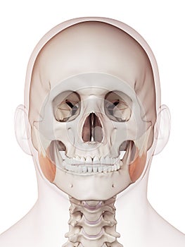 The masseter superior