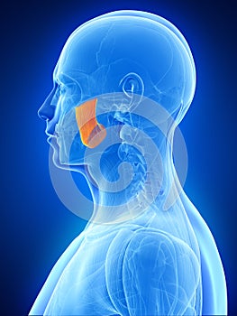 The masseter superior