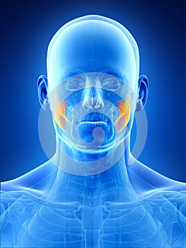 the masseter superior