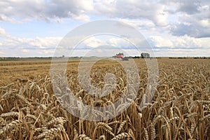 Massey Ferguson MÃÂ¤hdrescher bei der Weizenernte photo