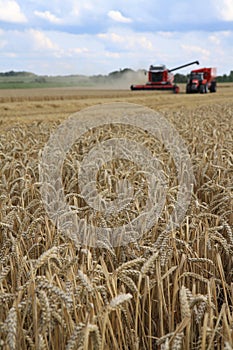 Massey Ferguson MÃÂ¤hdrescher bei der Weizenernte photo