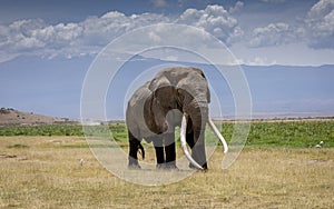 Massive adult bull elephant with huge white tusks walking in the Amboseli with Mount Kilimanjaro in the background