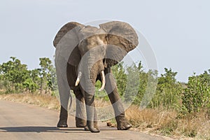 Massive African elephant walking with a swagger