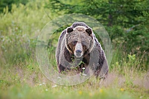 Massive aggressive male brown bear. ursus arctos. front view on summer meadow and forest in background.