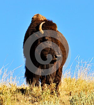 Massive American Bison standing at watch.