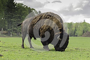 A massive American Buffalo