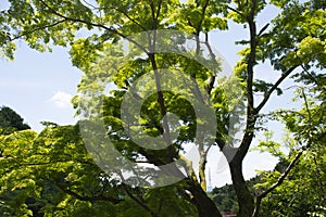 Massive Ancient Japanese Maple Tree with Green Leafs in Japan.