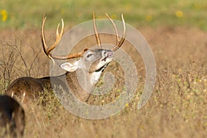 Massive Antler spread on whitetail buck making a full lip curl during the rut