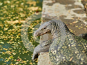 Massive Asian water monitor lizard spotted in Lumpini Park in Bangkok